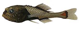 ภาพ ปลา crassiceps (Poromitra crassiceps)