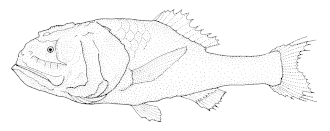 ภาพ ปลา oscitans (Poromitra oscitans)