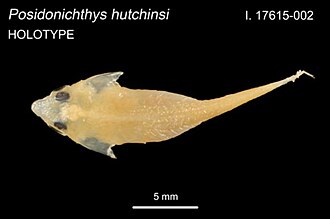 ภาพ ปลา hutchinsi (Posidonichthys hutchinsi)