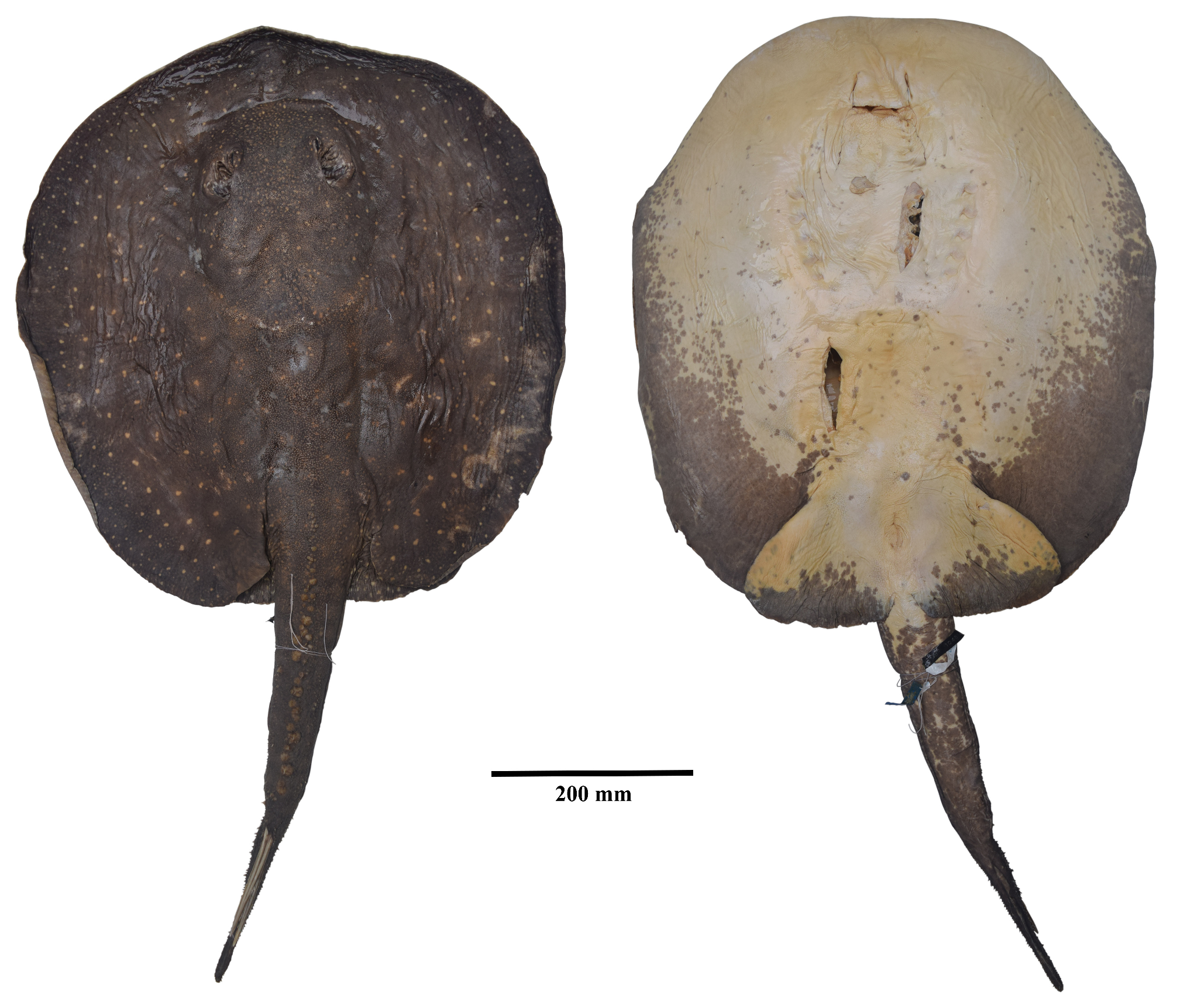 ภาพ ปลา adamastor (Potamotrygon adamastor)