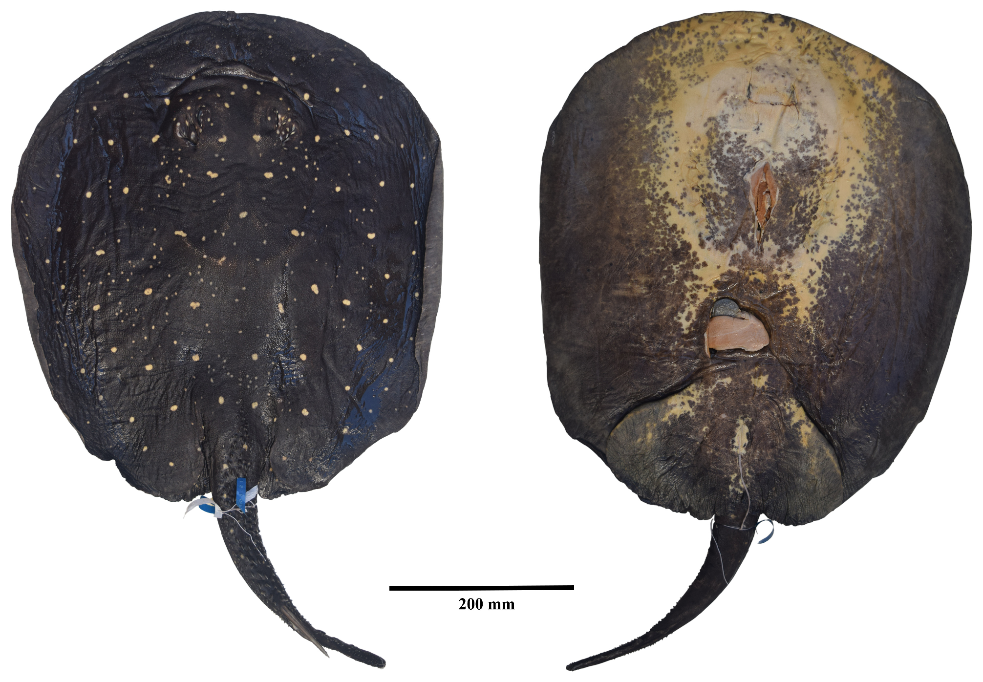 ภาพ ปลา albimaculata (Potamotrygon albimaculata)