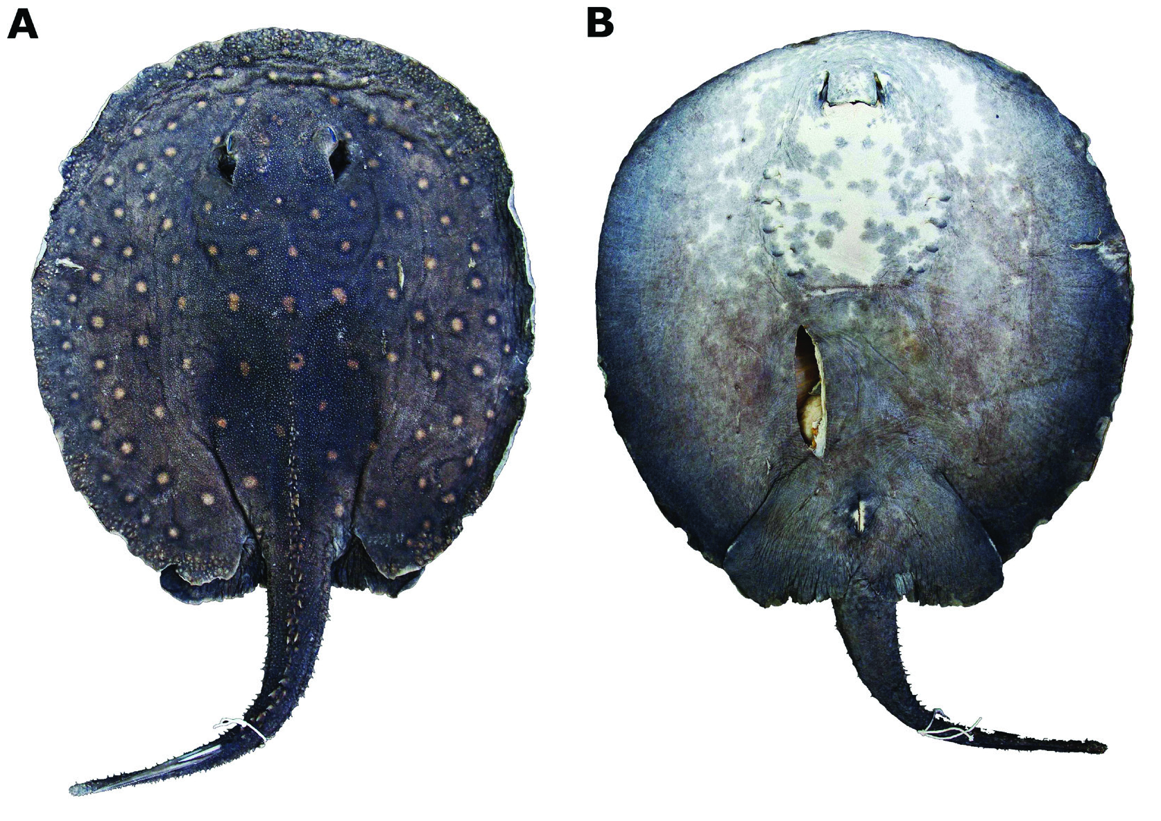 ภาพ ปลา amandae (Potamotrygon amandae)
