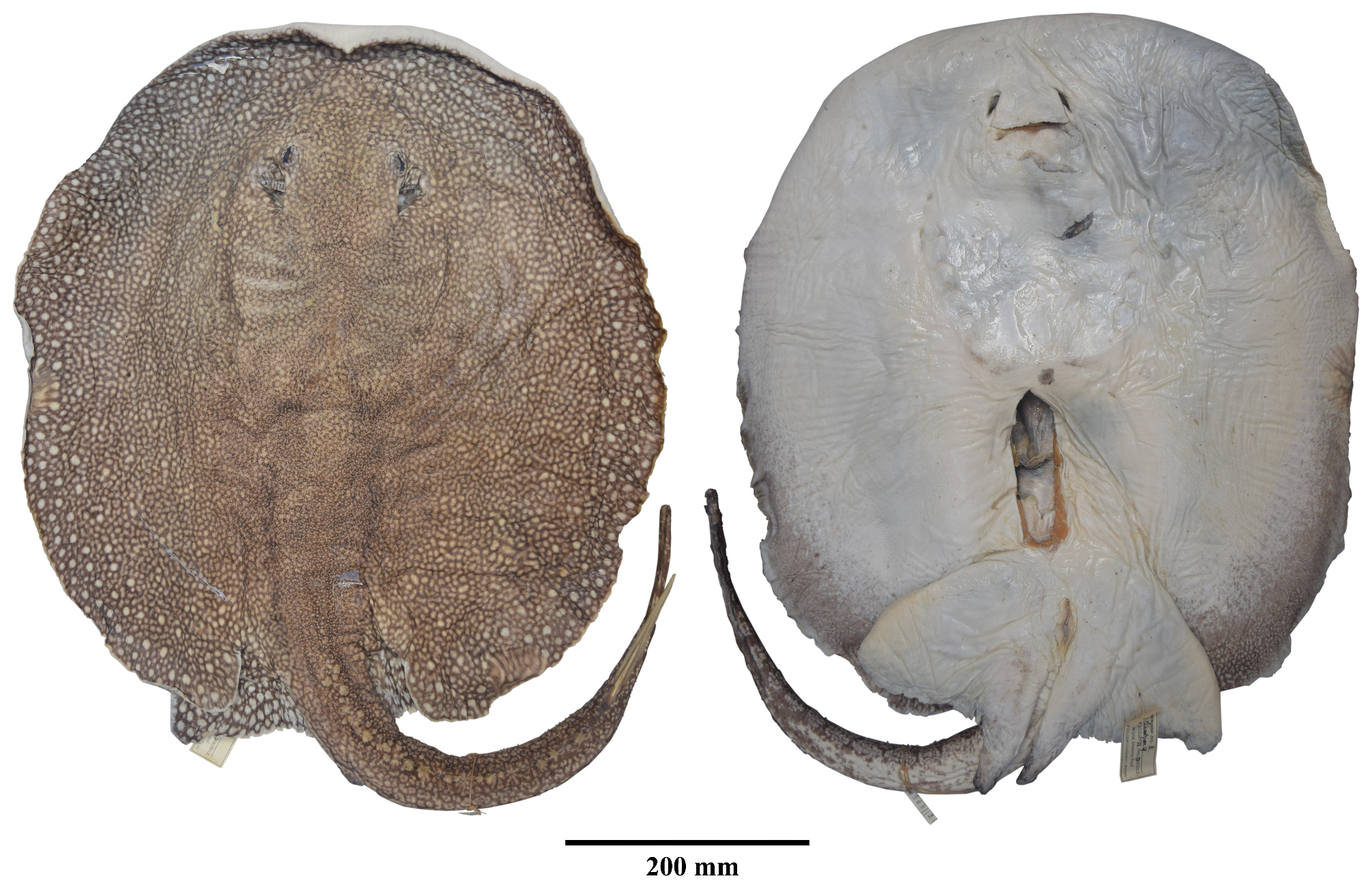 ภาพ ปลา amazona (Potamotrygon amazona)