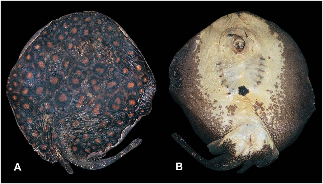 ภาพ ปลา boesemani (Potamotrygon boesemani)