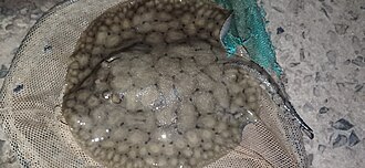 ภาพ ปลา brachyura (Potamotrygon brachyura)