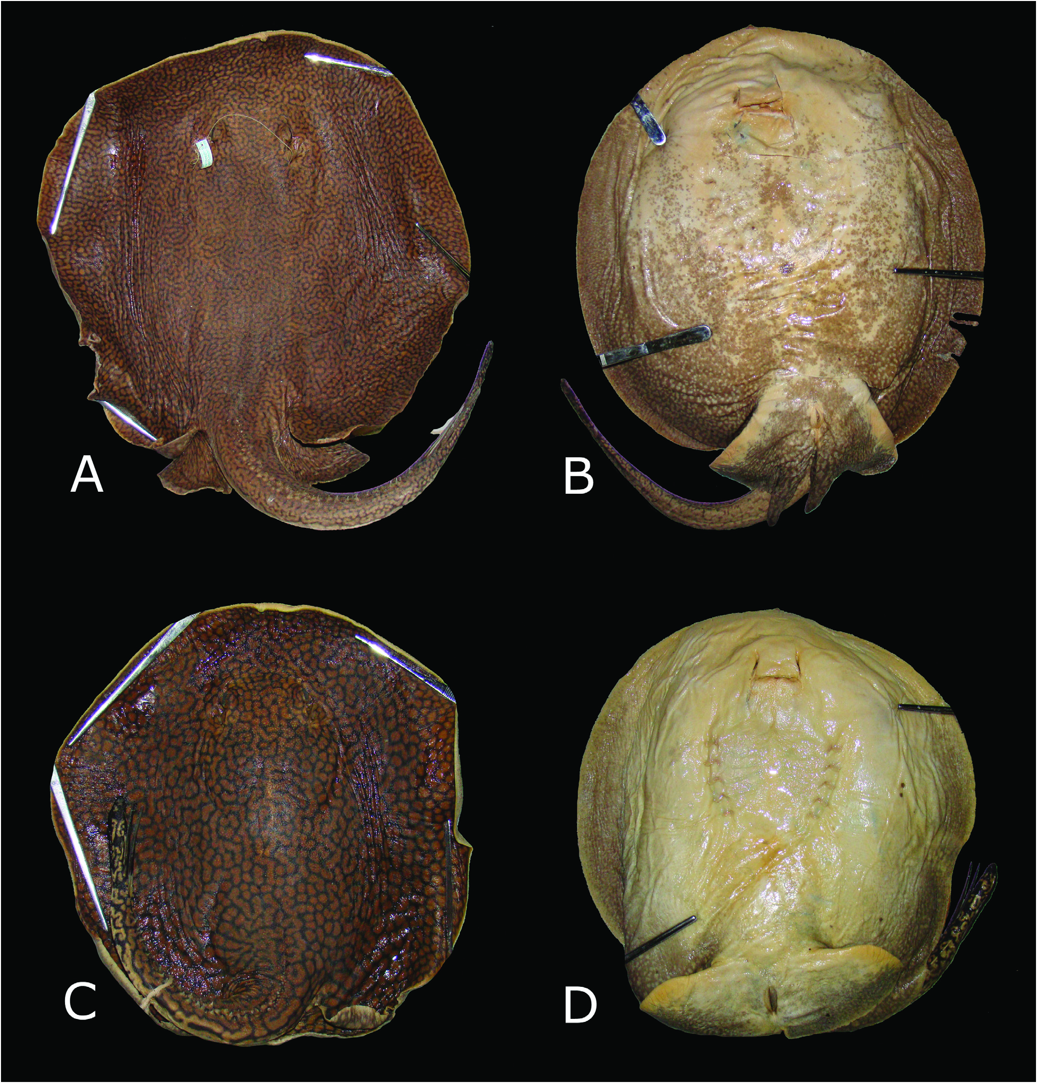 ภาพ ปลา falkneri (Potamotrygon falkneri)