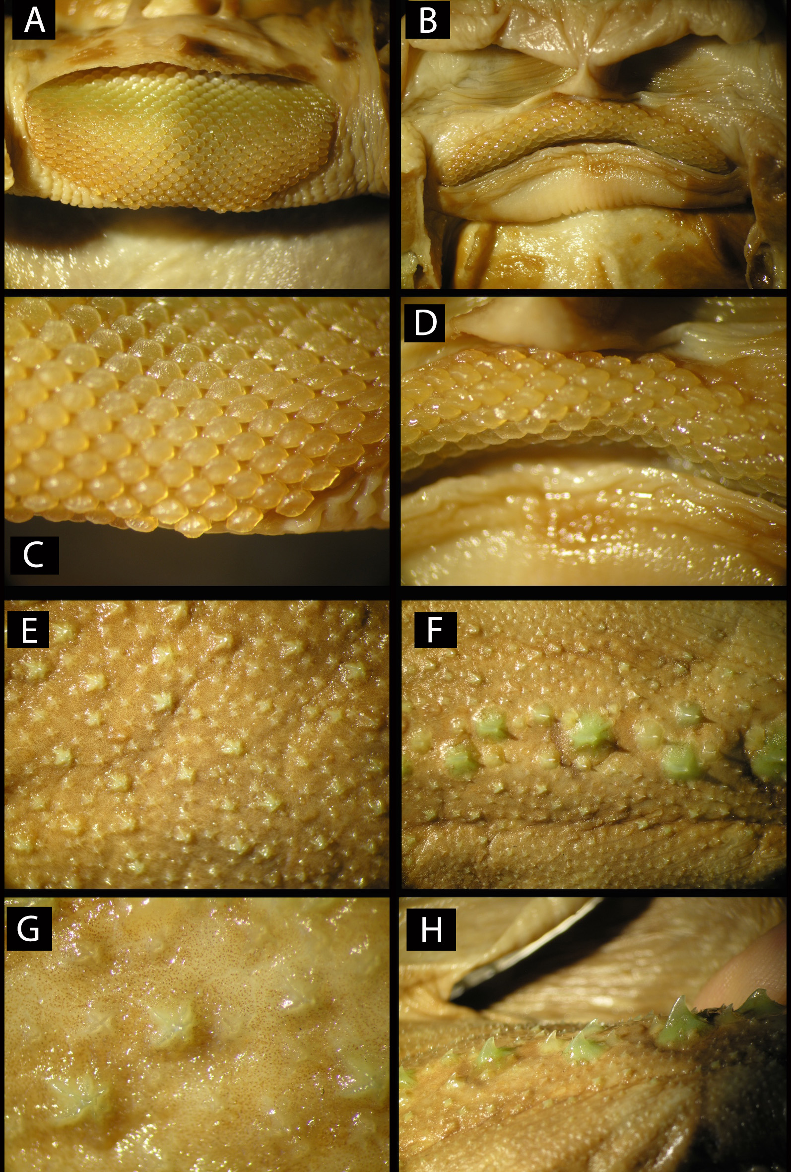 ภาพ ปลา garmani (Potamotrygon garmani)