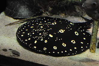 ภาพ ปลา henlei (Potamotrygon henlei)