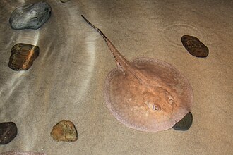 ภาพ ปลา hystrix (Potamotrygon hystrix)