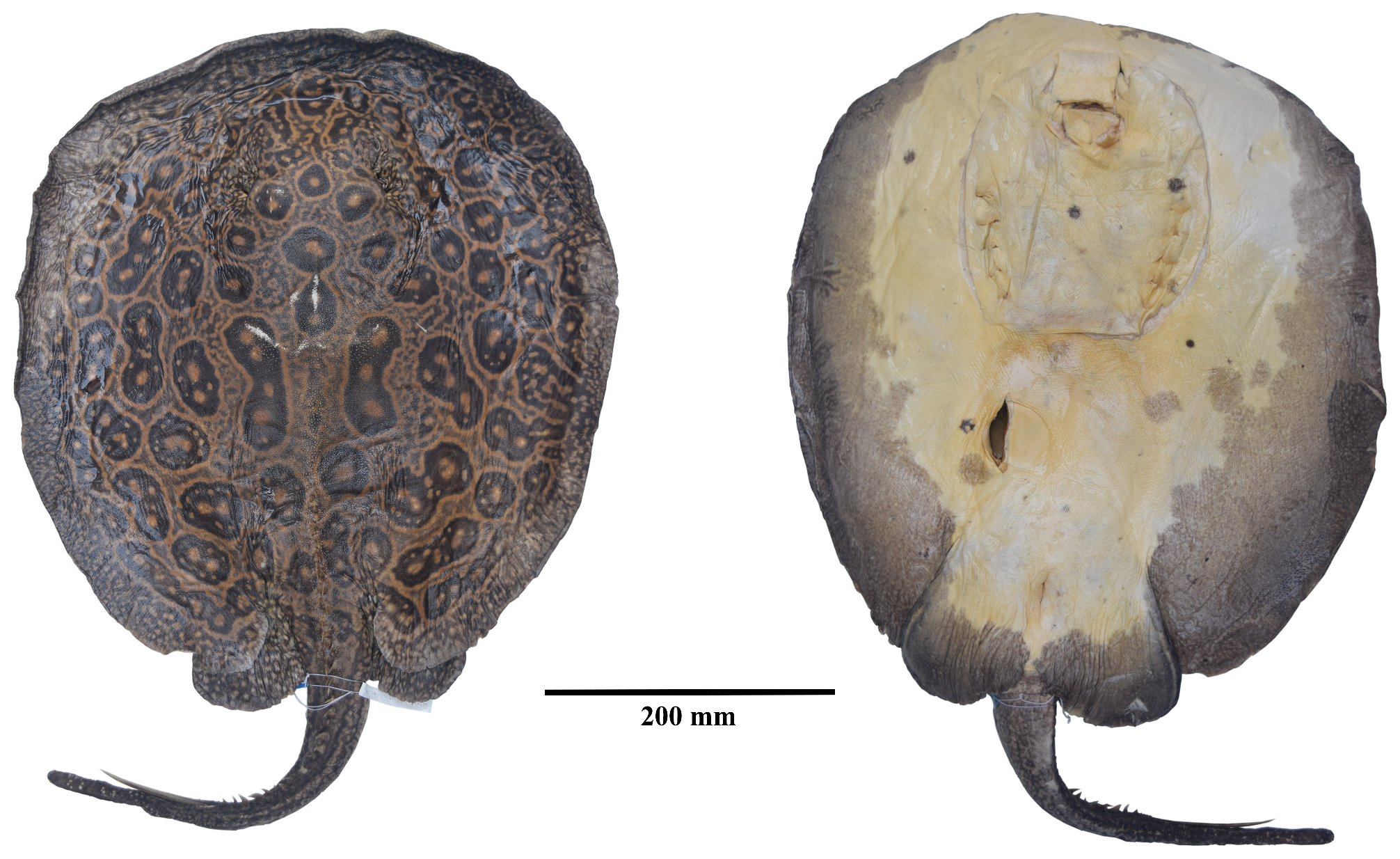 ภาพ ปลา jabuti (Potamotrygon jabuti)