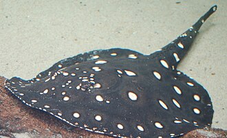 ภาพ ปลา leopoldi (Potamotrygon leopoldi)