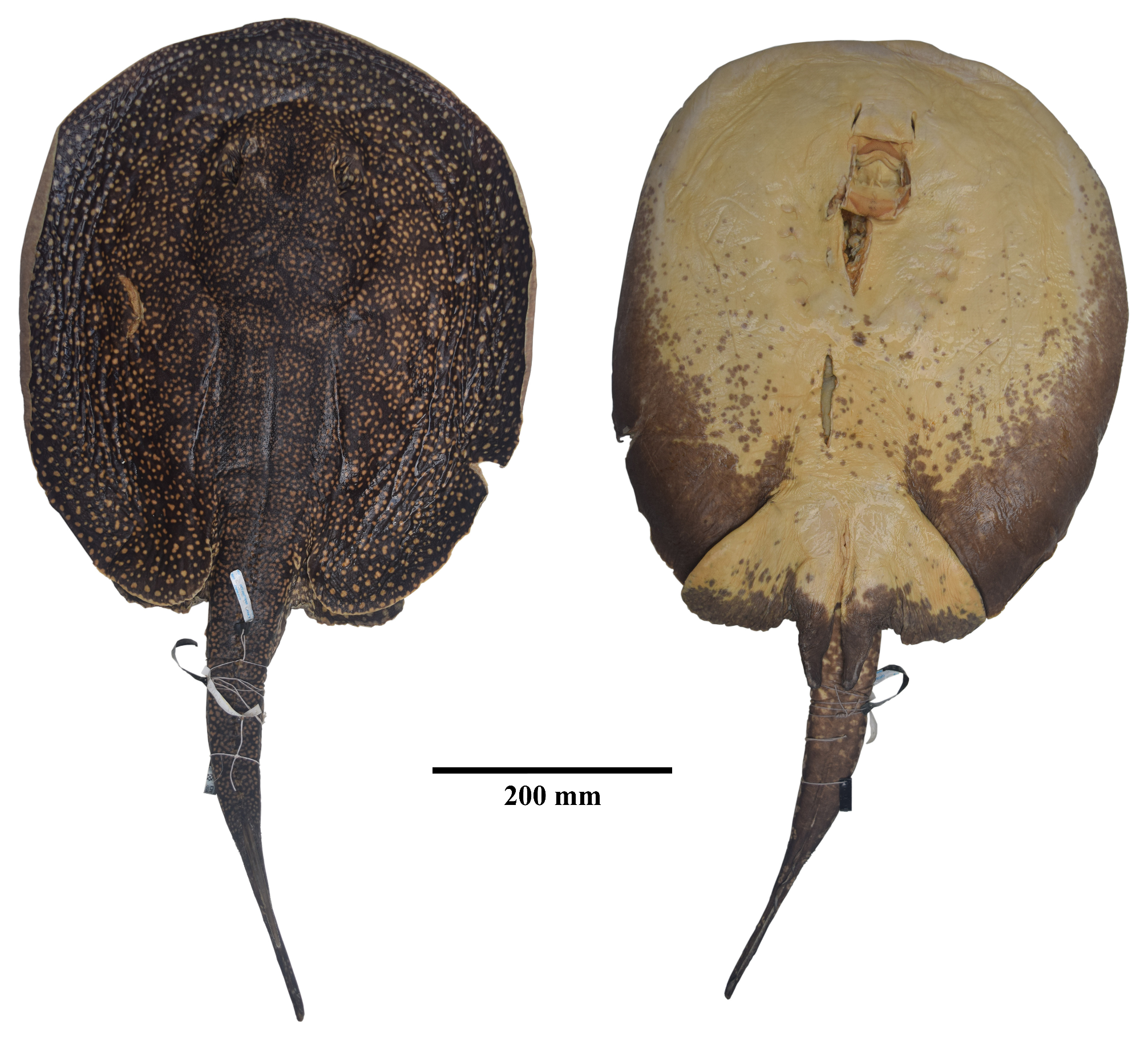 ภาพ ปลา limai (Potamotrygon limai)