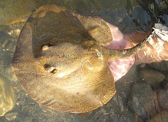 ภาพ ปลา magdalenae (Potamotrygon magdalenae)