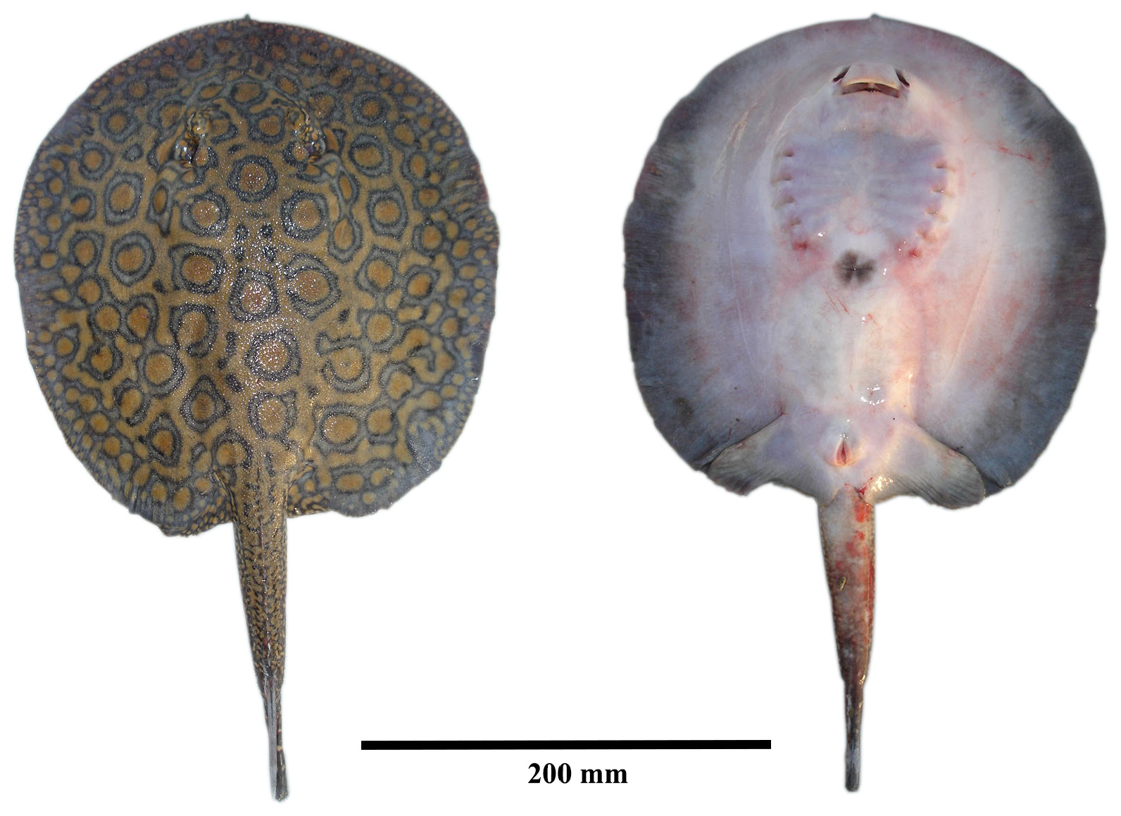 ภาพ ปลา marquesi (Potamotrygon marquesi)