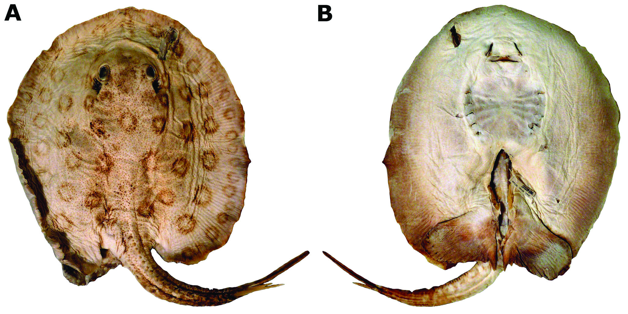 ภาพ ปลา motoro (Potamotrygon motoro)