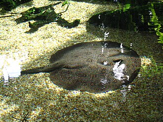 ภาพ ปลา orbignyi (Potamotrygon orbignyi)