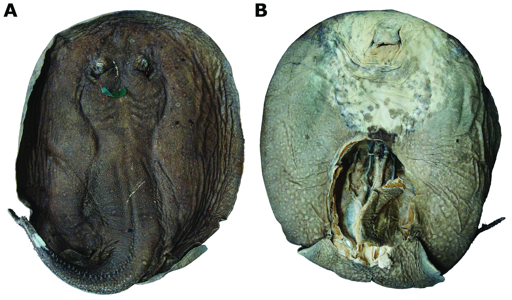 ภาพ ปลา pantanensis (Potamotrygon pantanensis)