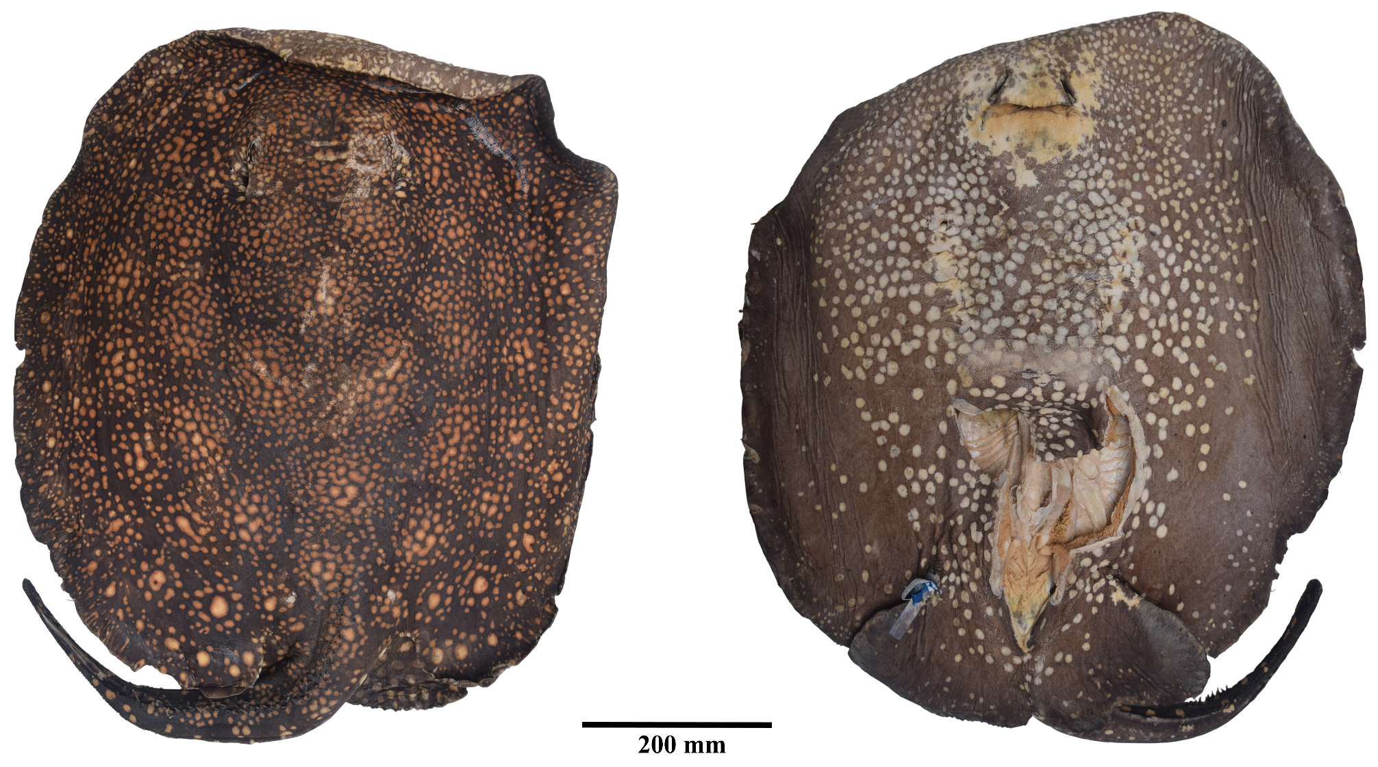 ภาพ ปลา rex (Potamotrygon rex)