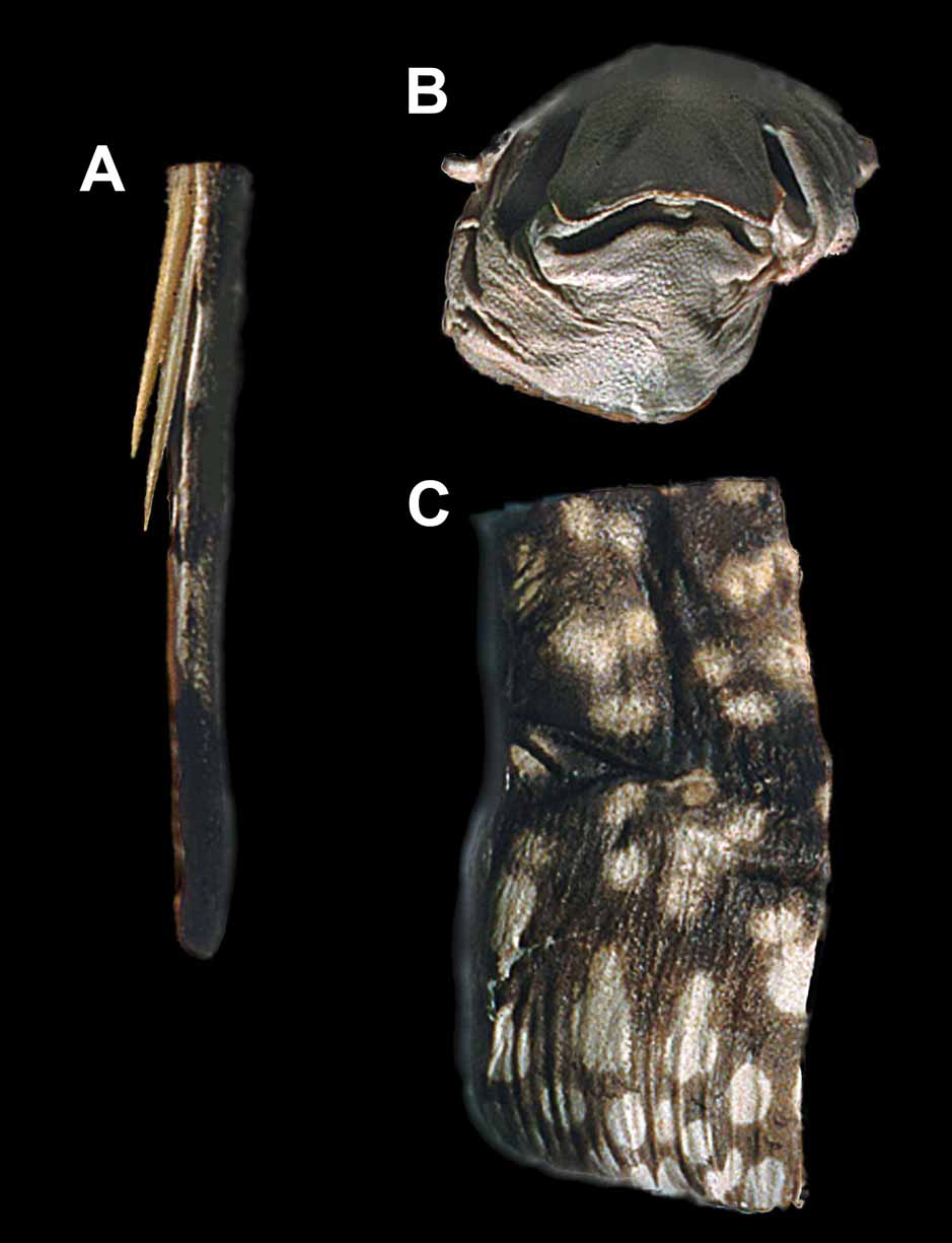 ภาพ ปลา schroederi (Potamotrygon schroederi)