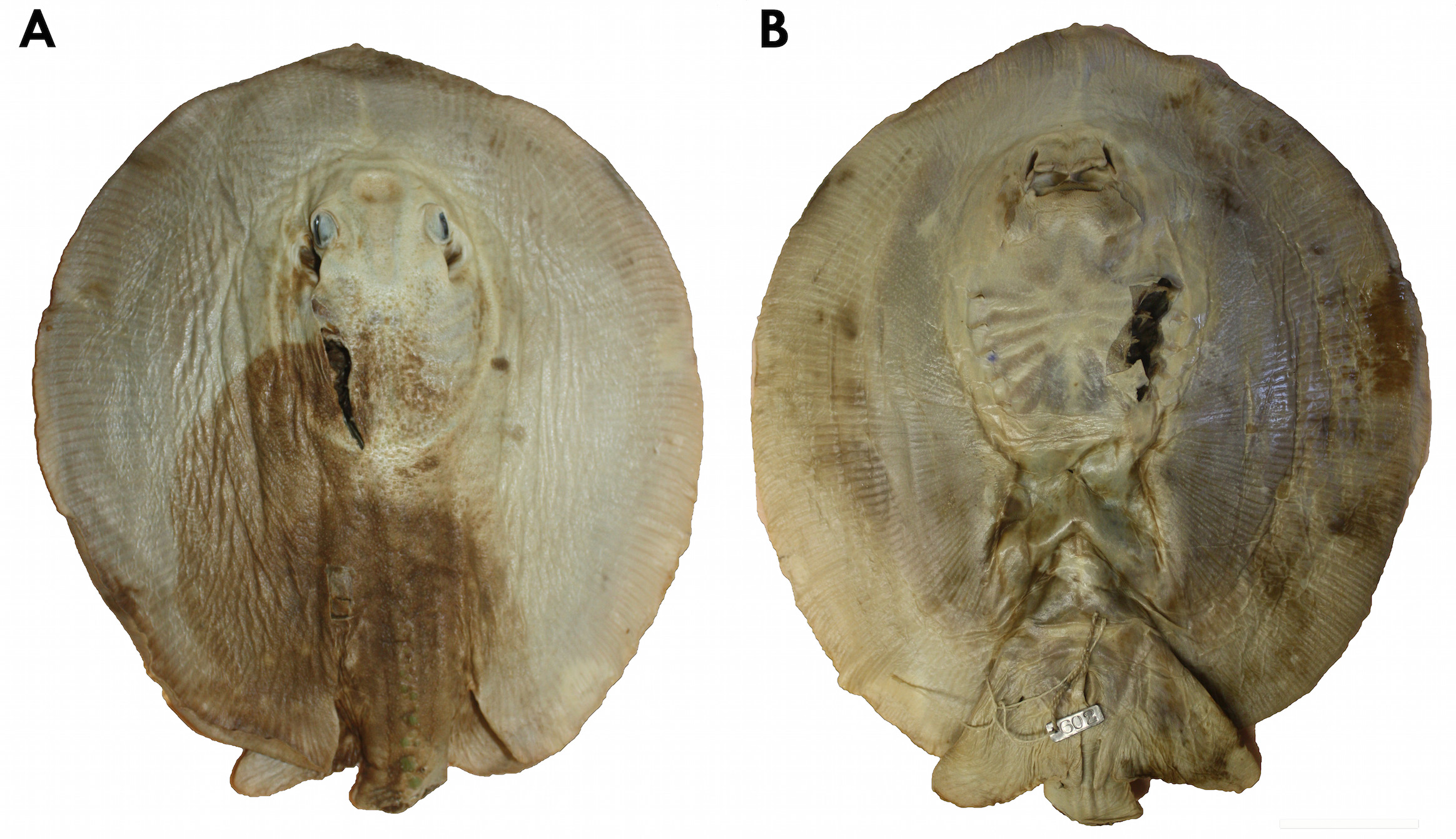 ภาพ ปลา scobina (Potamotrygon scobina)