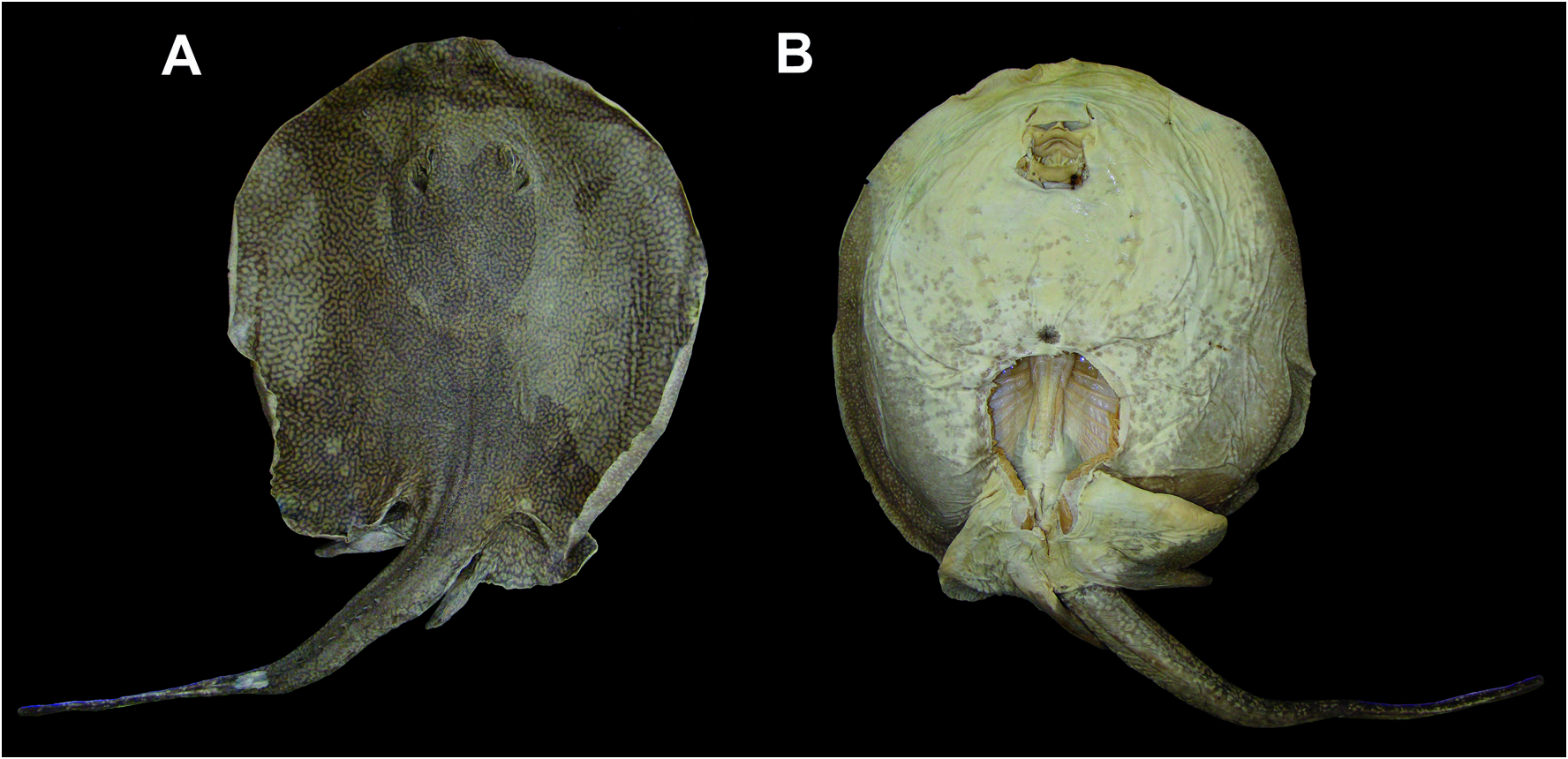 ภาพ ปลา tatianae (Potamotrygon tatianae)