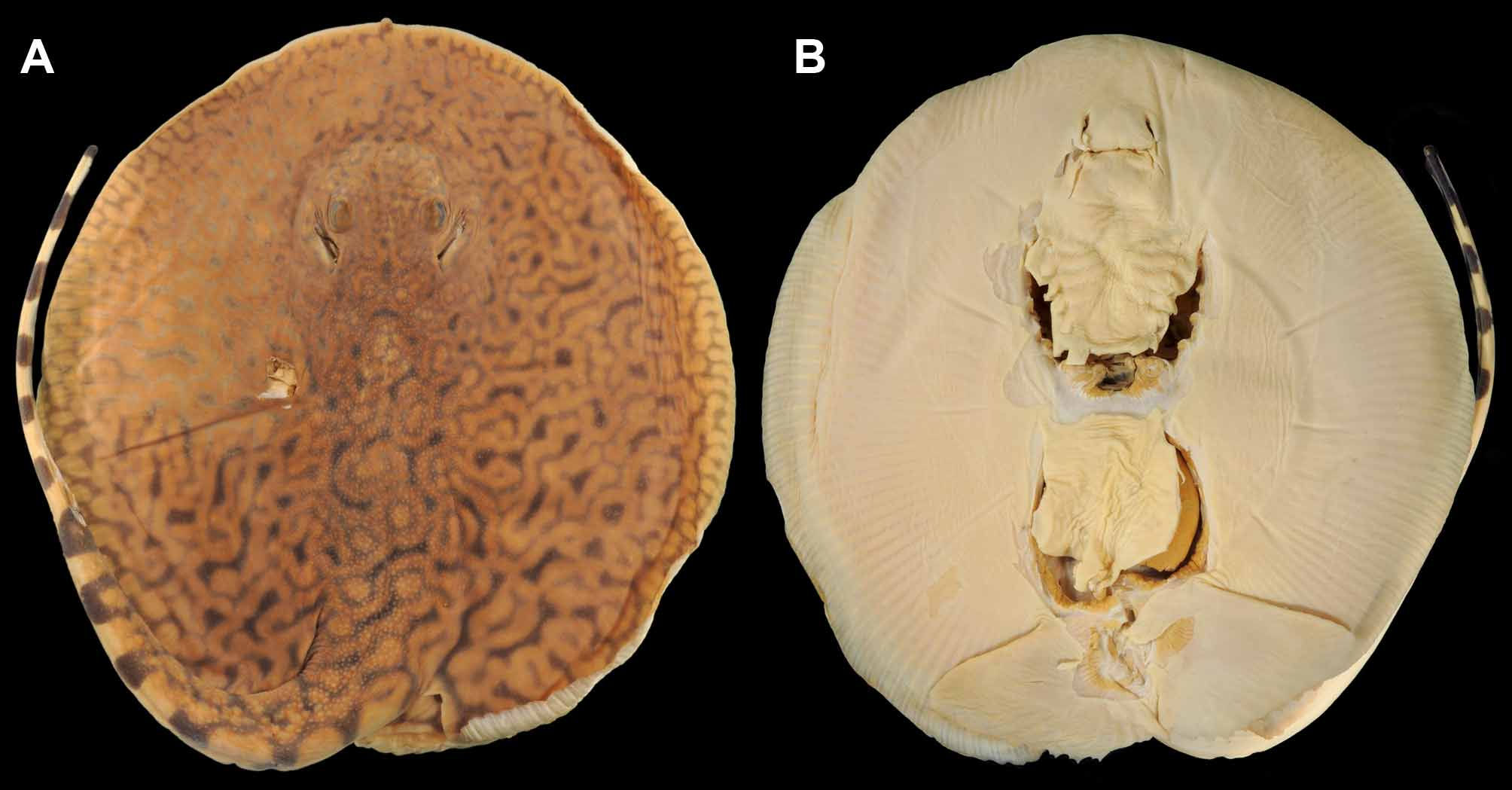 ภาพ ปลา tigrina (Potamotrygon tigrina)