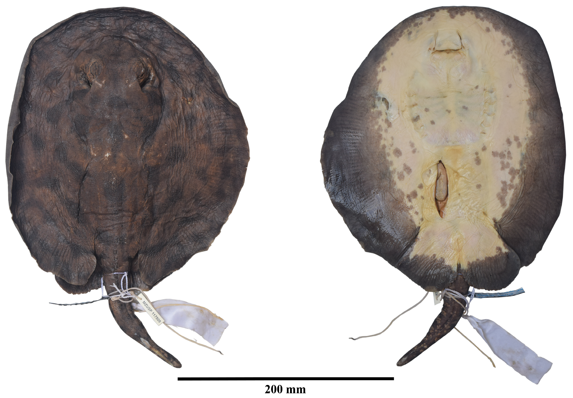 ภาพ ปลา wallacei (Potamotrygon wallacei)