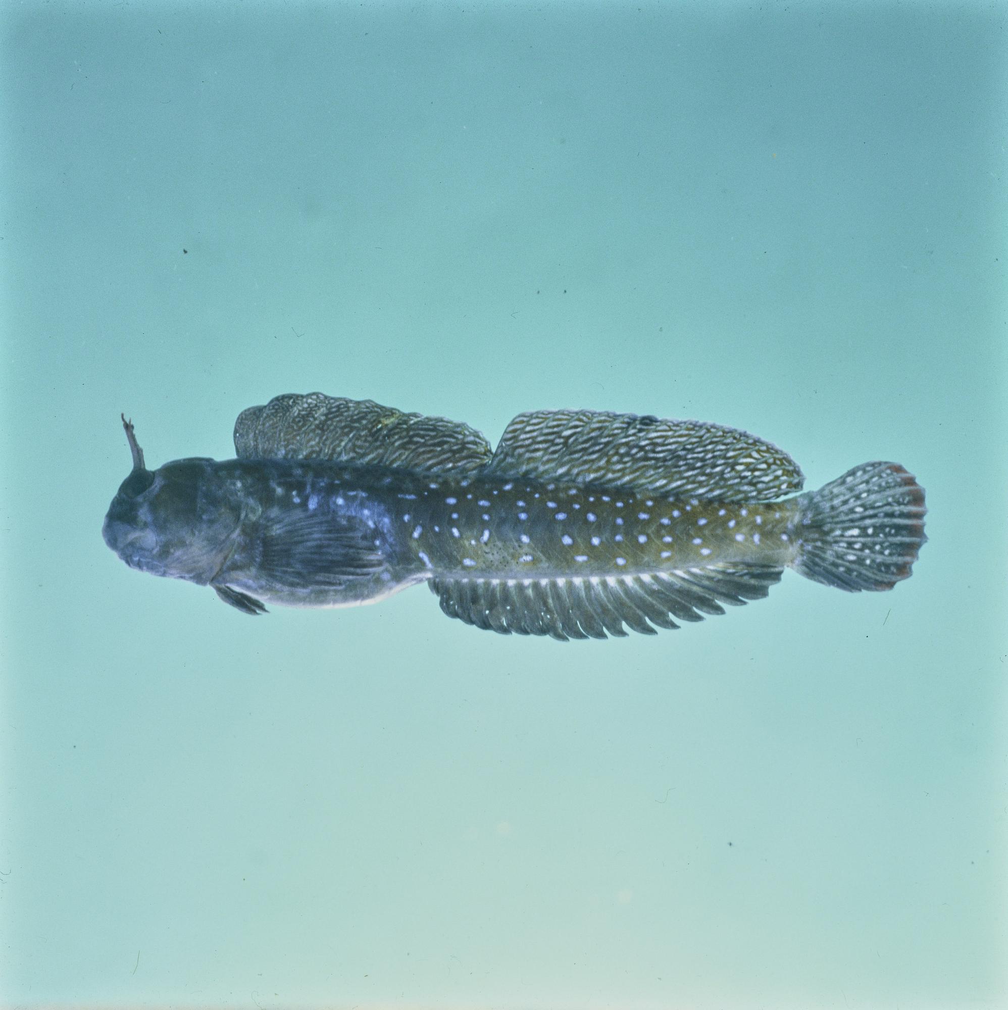 ภาพ ปลาตั๊กแตนหิน multistriatus (Praealticus multistriatus)