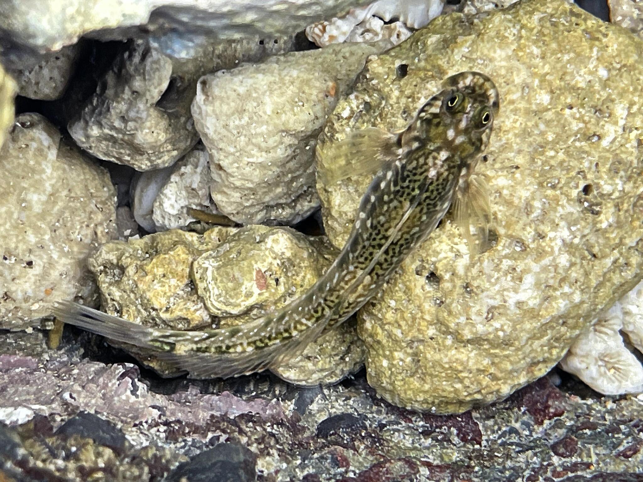 ภาพ ปลาตั๊กแตนหิน striatus (Praealticus striatus)