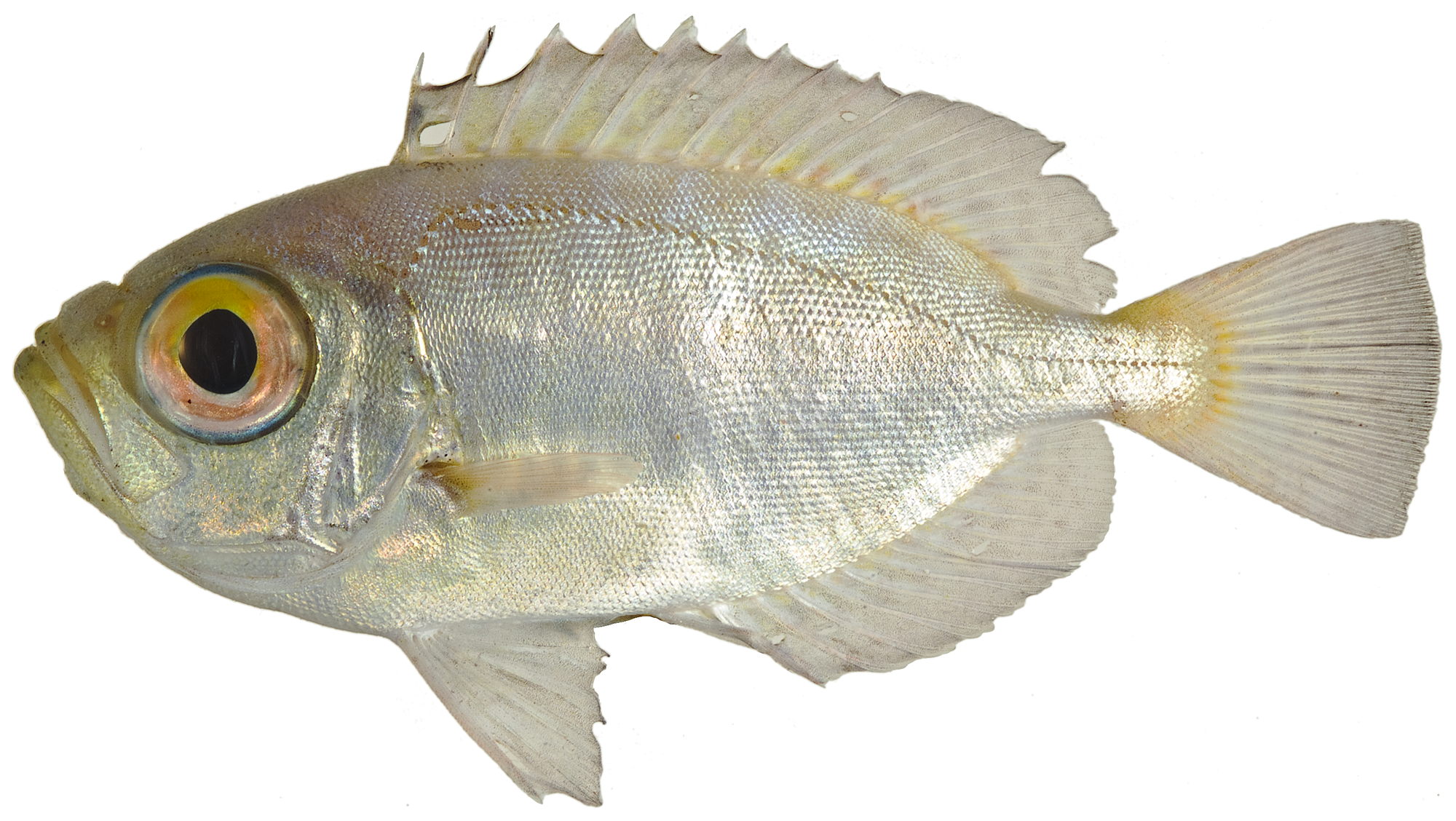 ภาพ ปลา arenatus (Priacanthus arenatus)
