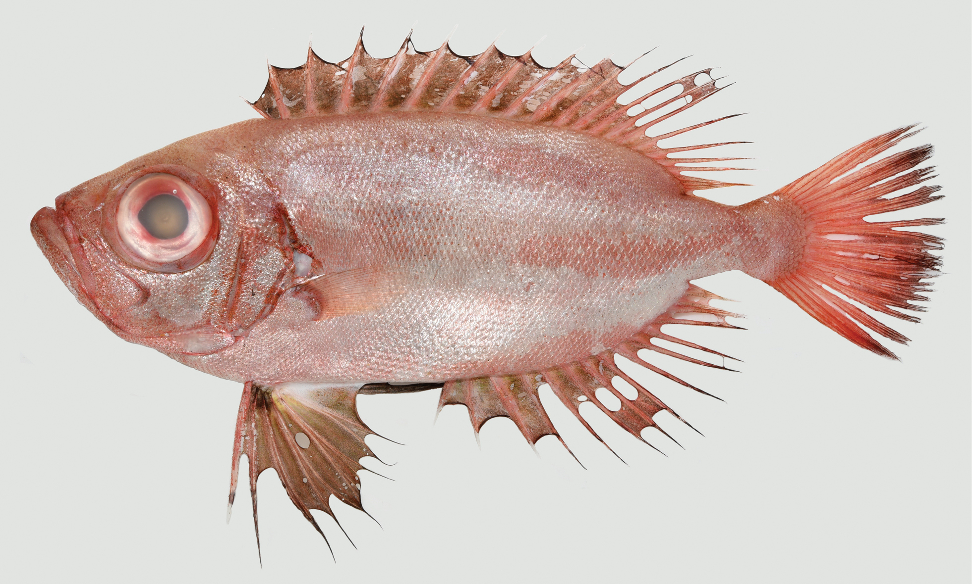 ภาพ ปลา blochii (Priacanthus blochii)