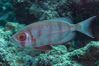 ภาพ ปลา hamrur (Priacanthus hamrur)