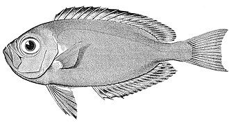 ภาพ ปลา meeki (Priacanthus meeki)