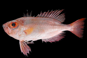 ภาพ ปลา tayenus (Priacanthus tayenus)