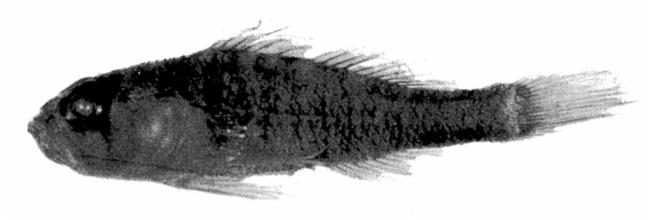 ภาพ ปลาบู่ agrena (Priolepis agrena)