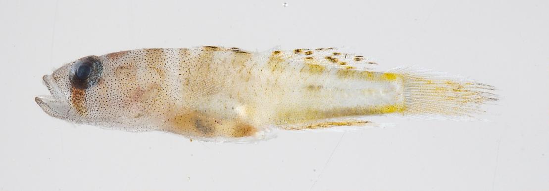 ภาพ ปลาบู่บู่ (Priolepis ailina)