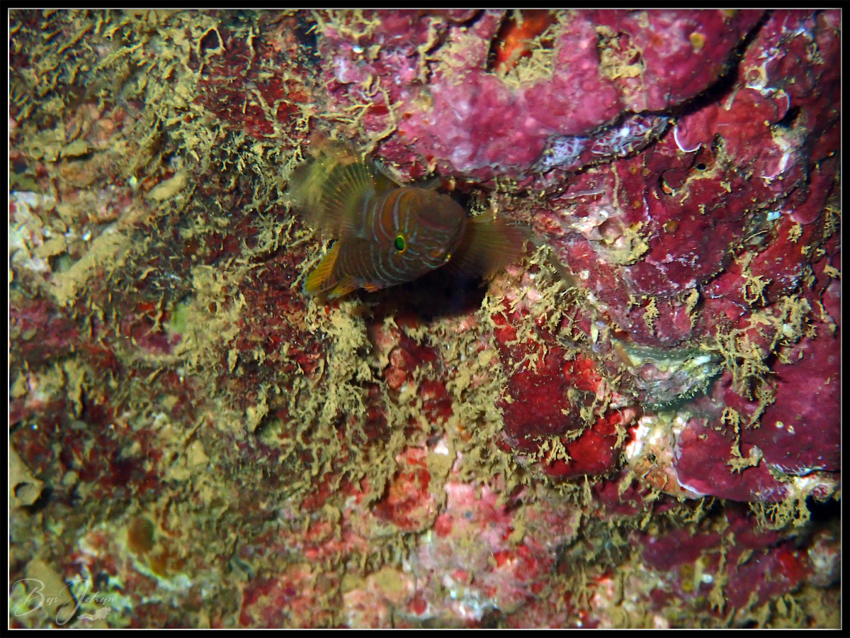 ภาพ ปลาบู่จักรพรรดิ (Priolepis akihitoi)
