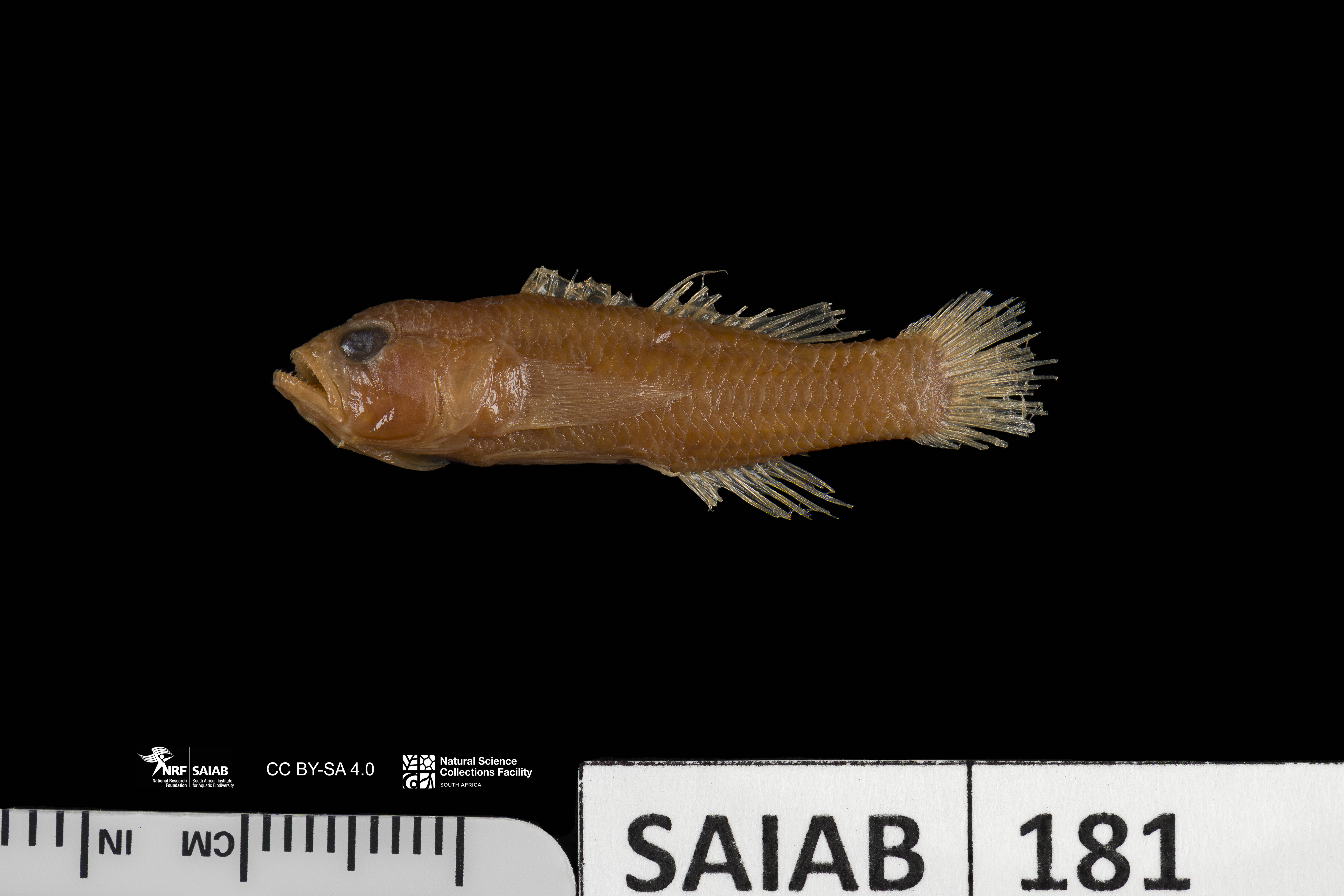 ภาพ ปลาบู่ anthioides (Priolepis anthioides)