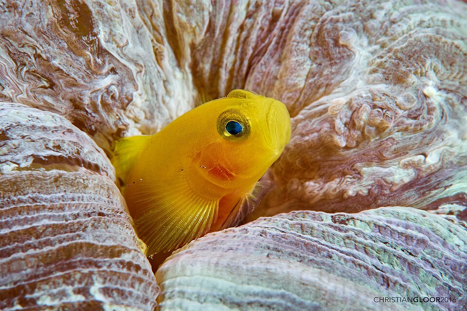 ภาพ ปลาบู่ทองบู่ (Priolepis aureoviridis)