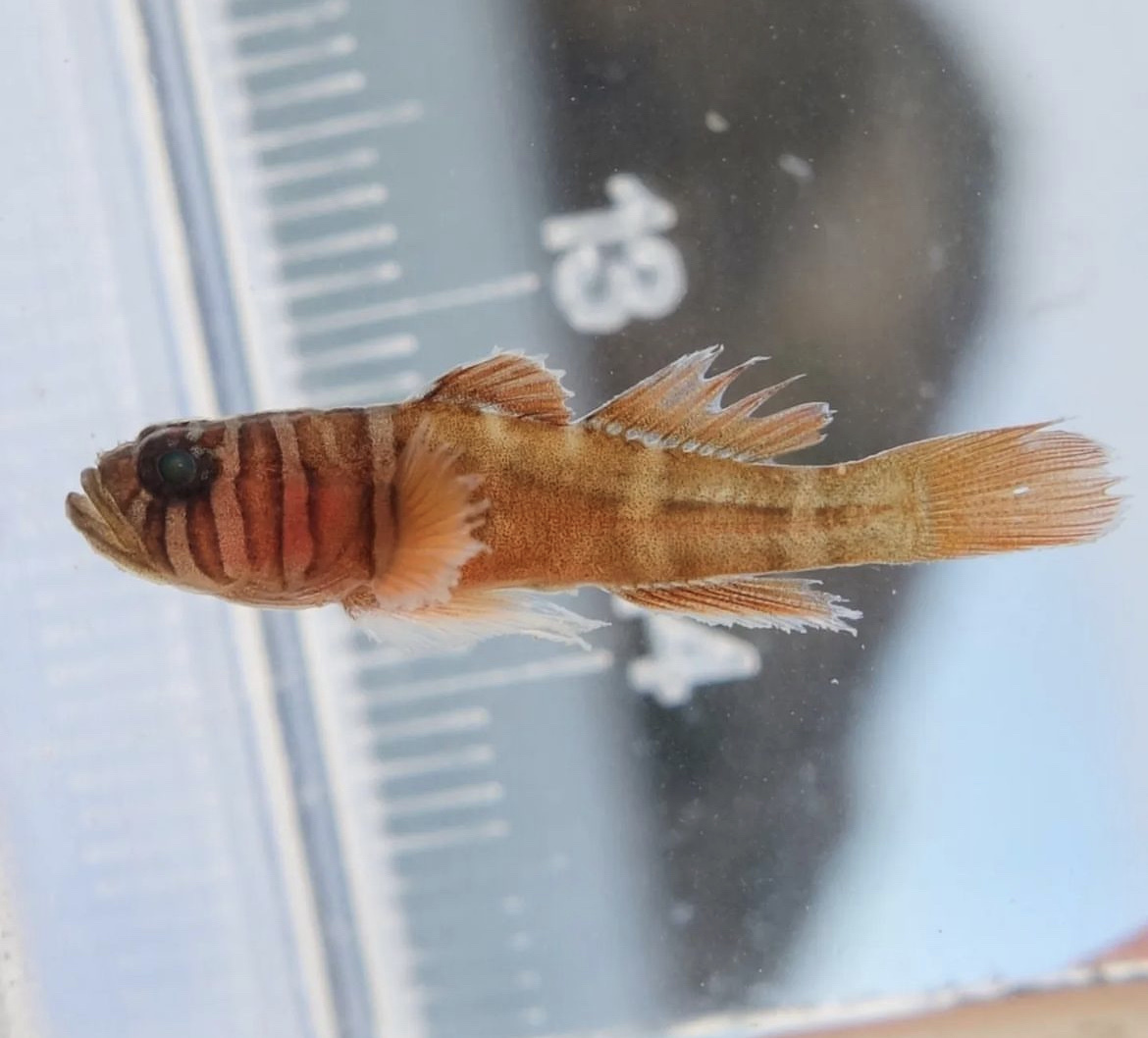 ภาพ ปลาบู่ boreus (Priolepis boreus)
