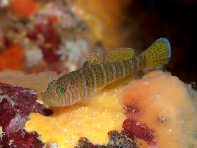 ภาพ ปลาบู่ลายบั้งแนวปะการังบู่ (Priolepis cincta)