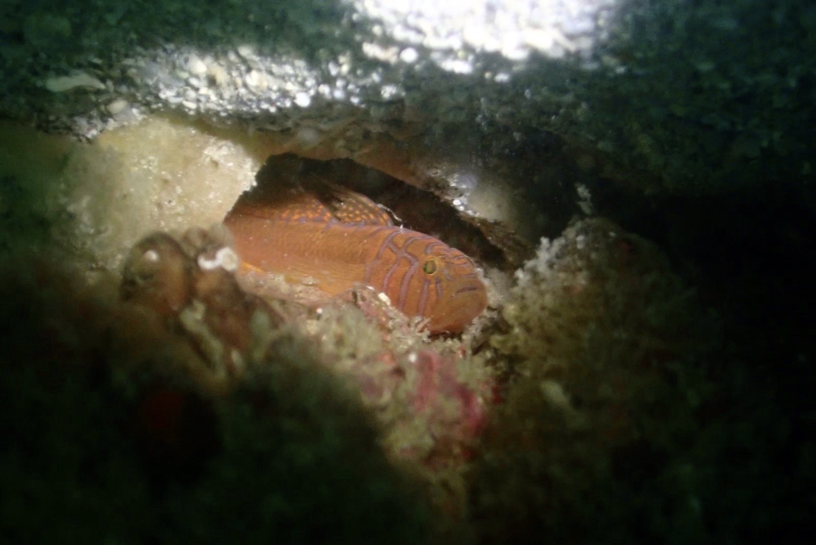 ภาพ ปลาบู่บู่ (Priolepis compita)