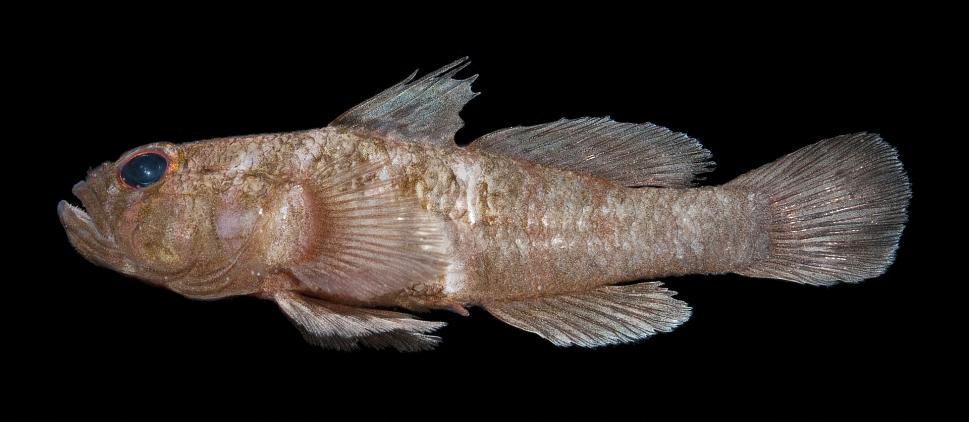 ภาพ ปลาบู่บู่ (Priolepis eugenius)