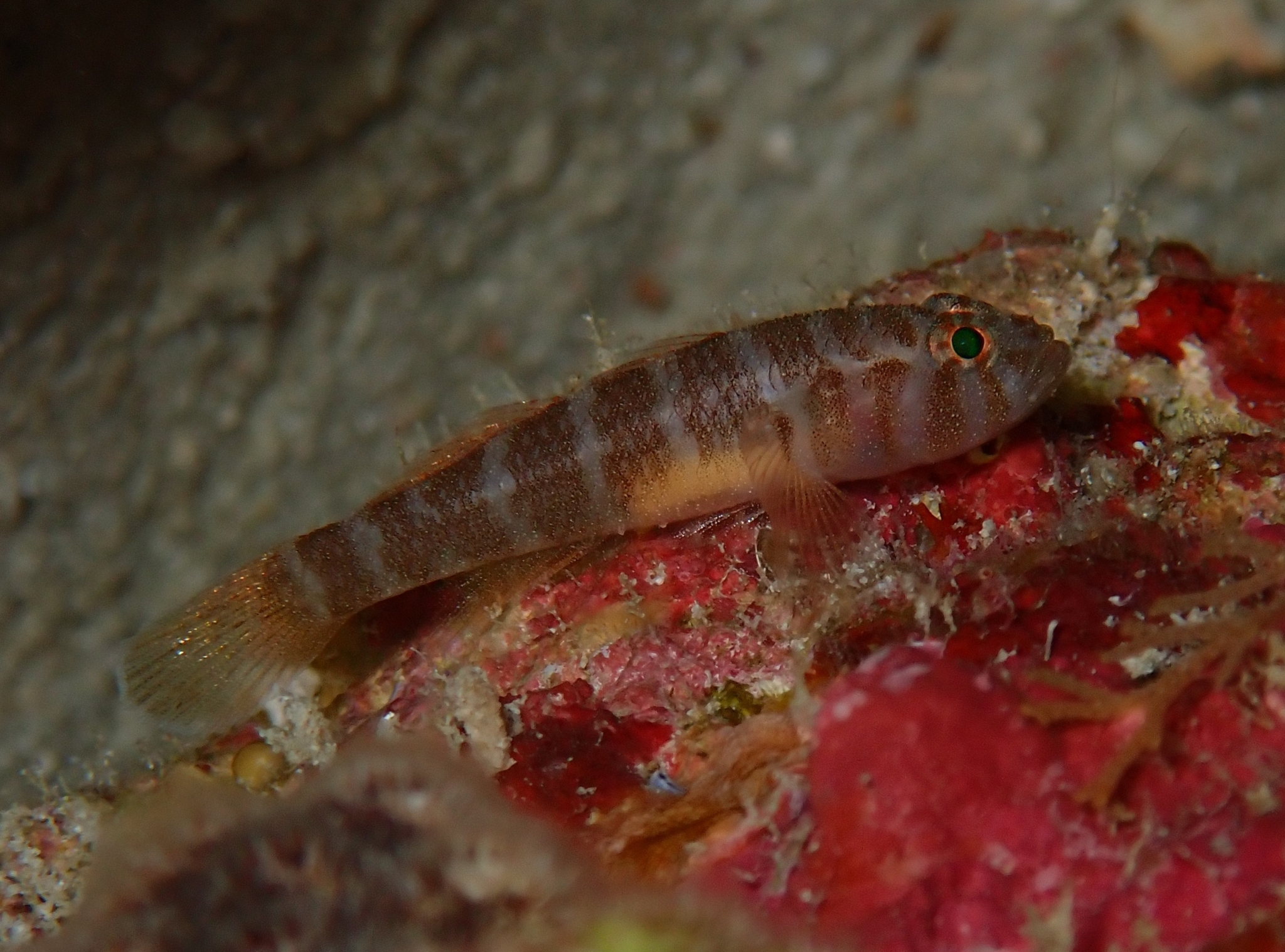 ภาพ ปลาบู่ fallacincta (Priolepis fallacincta)