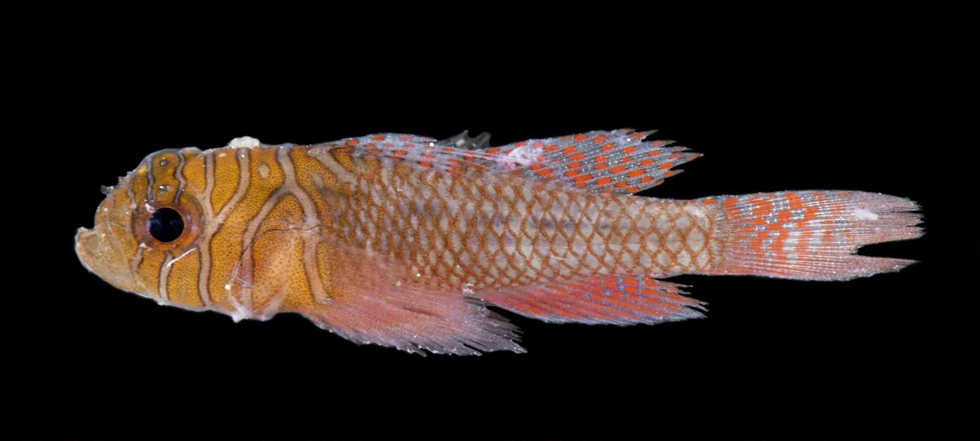 ภาพ ปลาบู่บู่ (Priolepis farcimen)