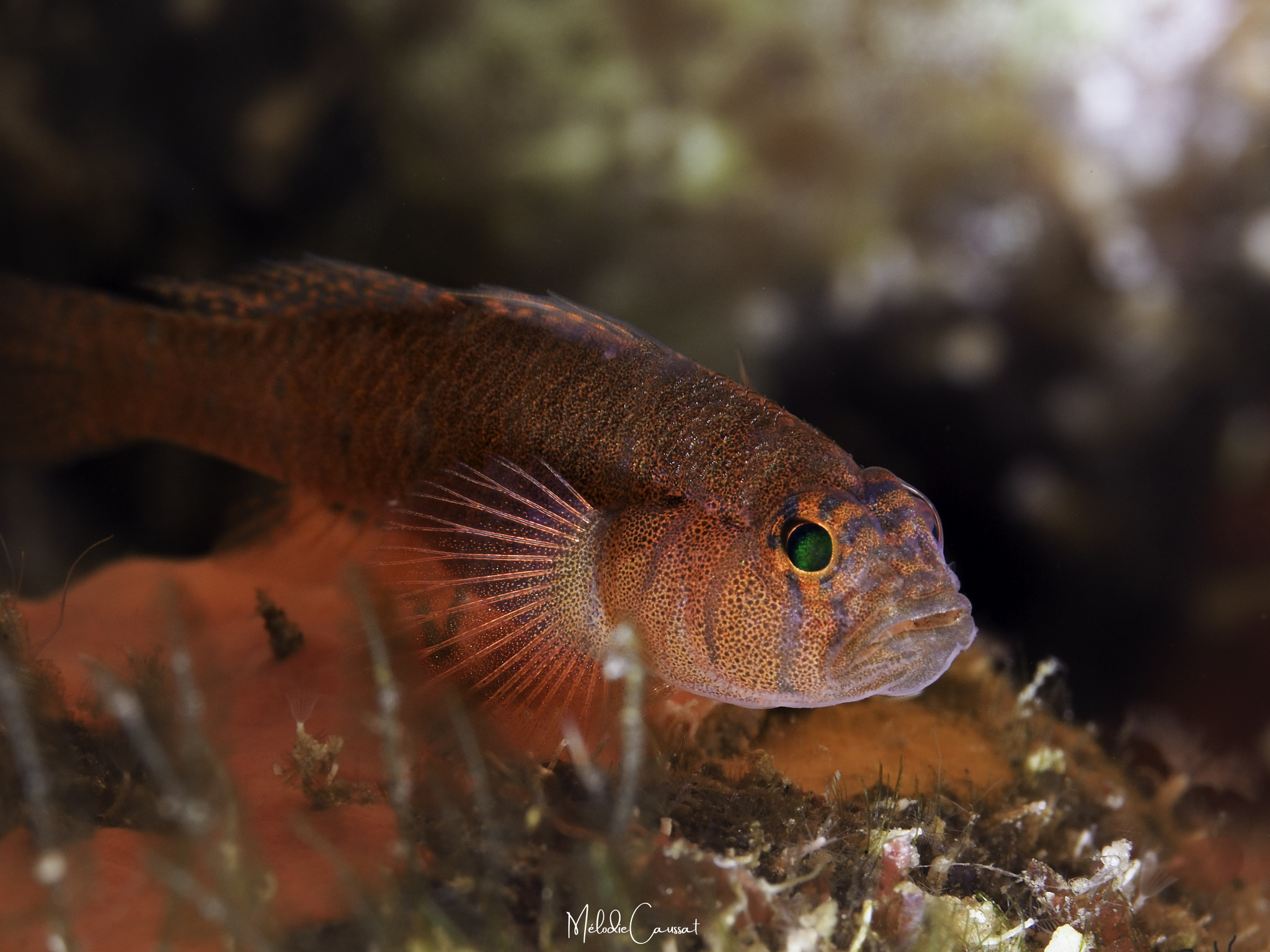 ภาพ ปลาบู่บู่ (Priolepis hipoliti)