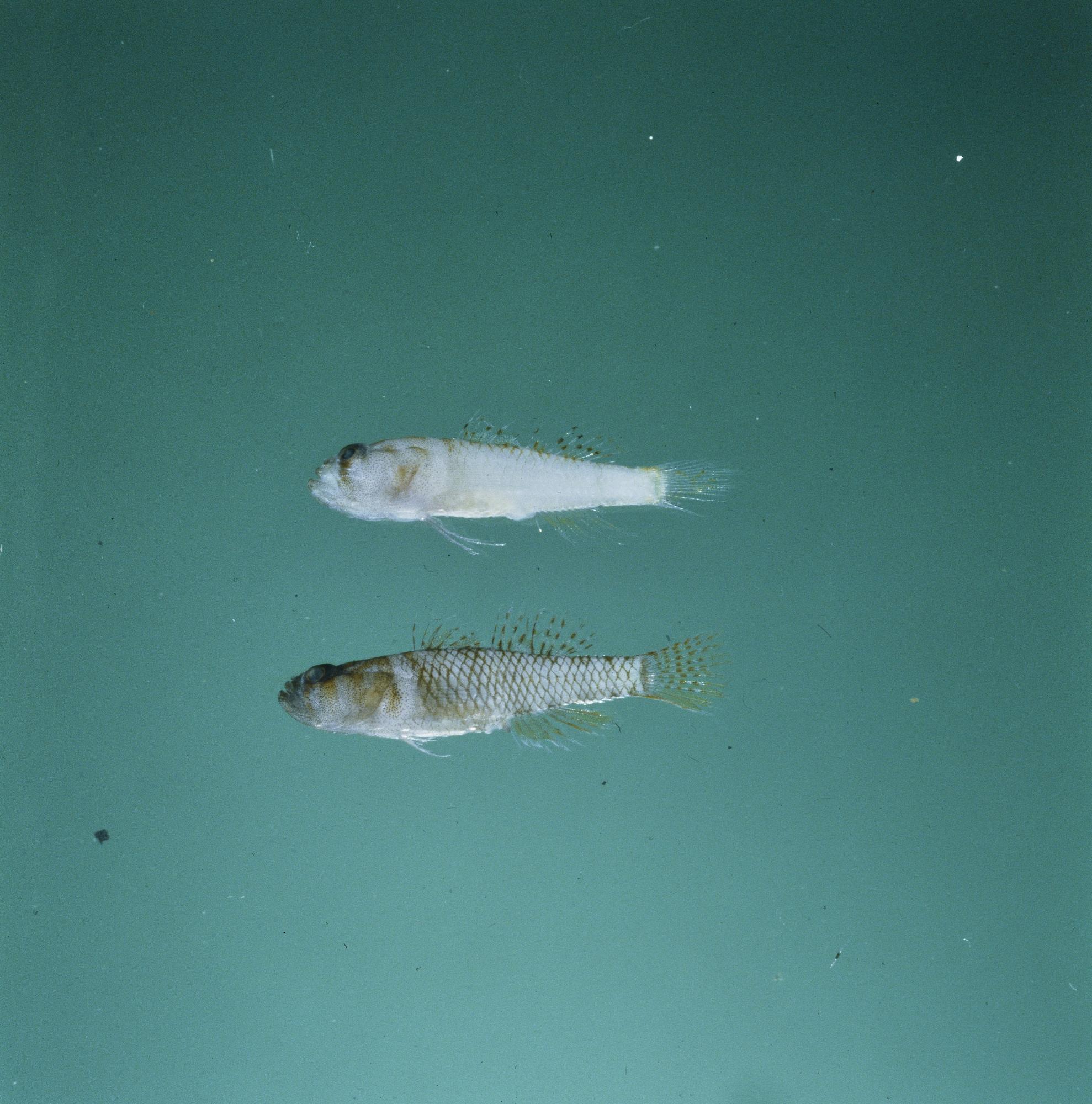 ภาพ ปลาบู่บู่ (Priolepis limbatosquamis)