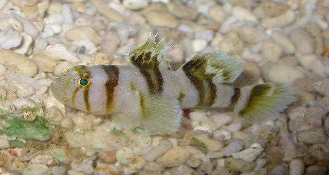 ภาพ ปลาบู่ nocturna (Priolepis nocturna)