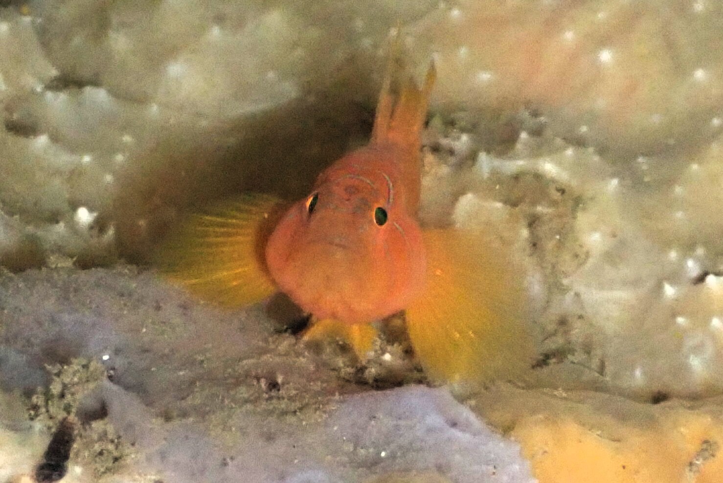 ภาพ ปลาบู่ครีบเส้นด้าย (Priolepis nuchifasciata)