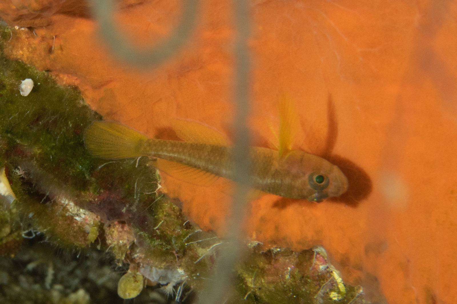 ภาพ ปลาบู่ซีดลายขวางบู่ (Priolepis pallidicincta)